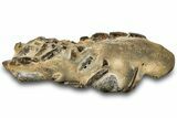 Fossil Mud Lobster (Thalassina) - Gunn Poin, Australia #307737-2